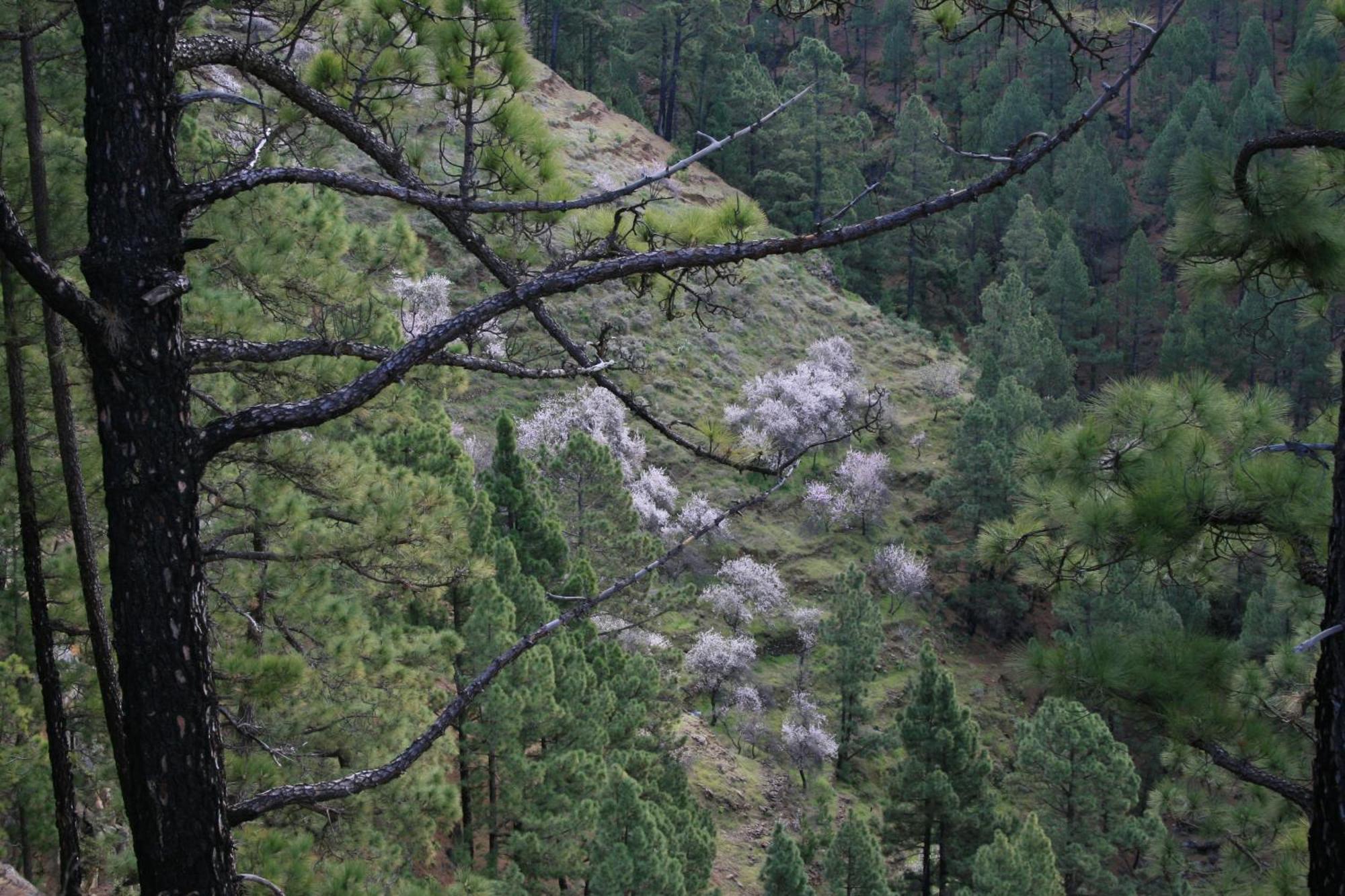 Casa Rural El Riachuelo Garafía Eksteriør billede